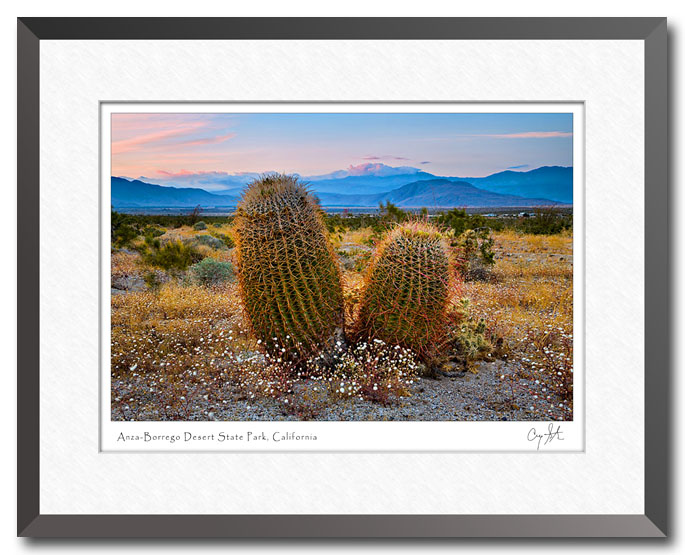 Barrel cactus at Anza-Borrego Desert State Park near Borrego Springs, California