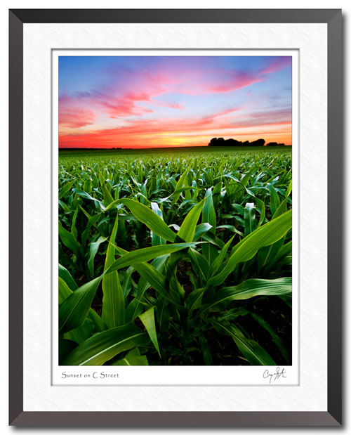 Delavan, Illinois cornfield