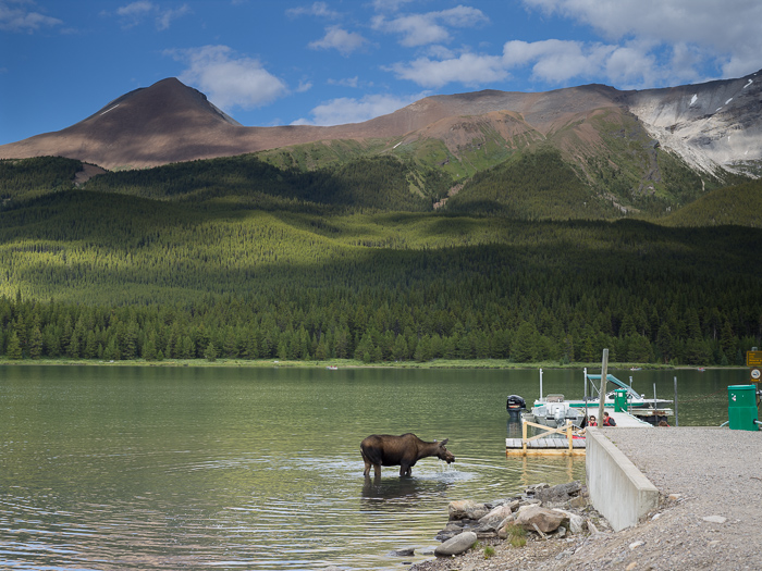 Moose at Jasper National Park, Canada before Photohop manipulation
