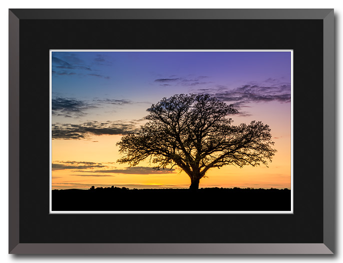 Oak tree at sunset photo by Craig Stocks (c) 2012