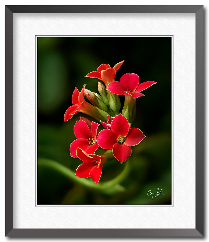 Fine art photo of small red flowers, photo by Craig Stocks