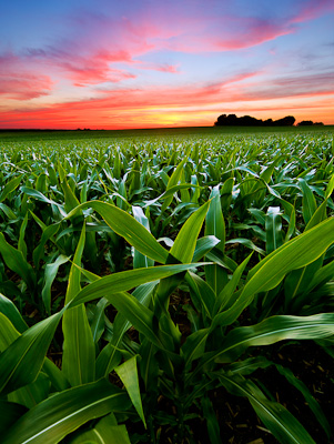 Delavan Illinois cornfield at sunset